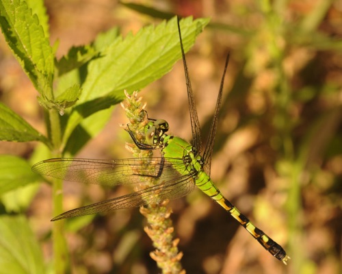 Female
2013_05_12_Floyd